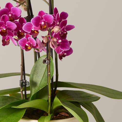 laydown image of Petite Purple Orchid - X- Small