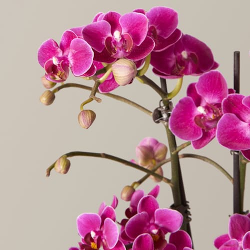 laydown image of Purple Orchid - Small