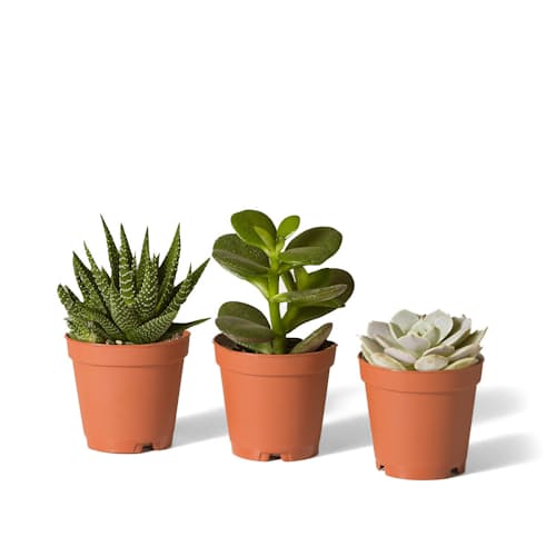 laydown image of Succulent Assortment