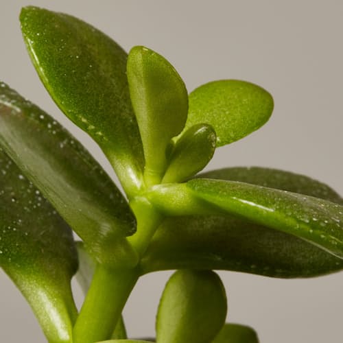laydown image of Succulent Assortment
