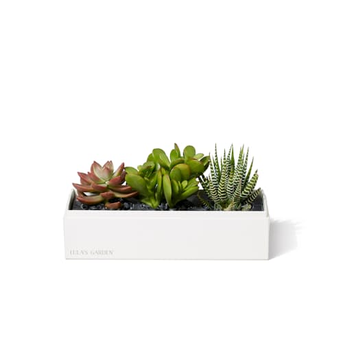 laydown image of Jewel Original Succulent Garden - Small