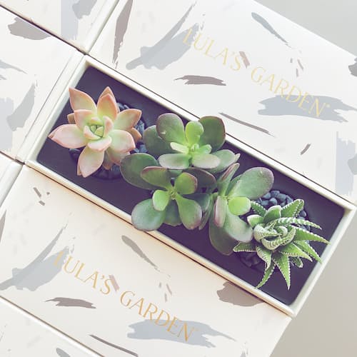 laydown image of Verdant Deluxe Succulent Garden - Large