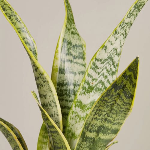 laydown image of Snake Plant: Laurentii
