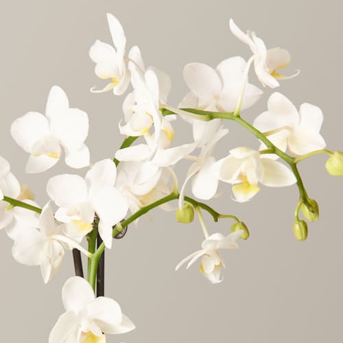 laydown image of White Orchid - Small