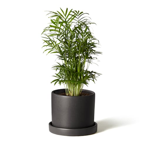 laydown image of Parlor Palm