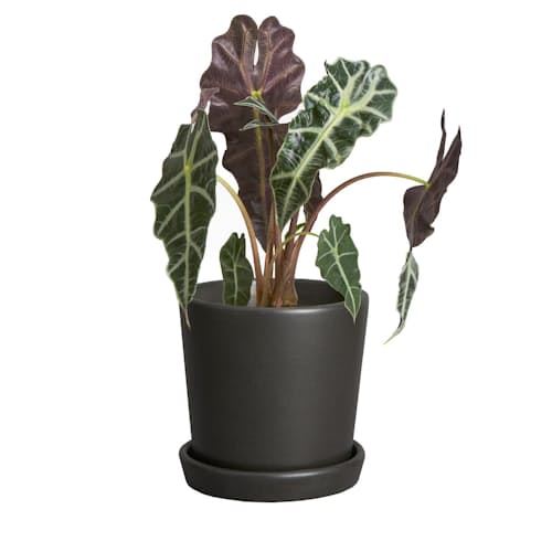 laydown image of Alocasia Polly