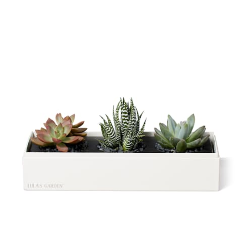 laydown image of Verdant Deluxe Succulent Garden - Large