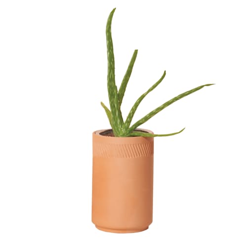laydown image of Healing Aloe Grow Kit