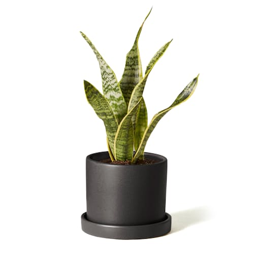 laydown image of Snake Plant Laurentii - Small