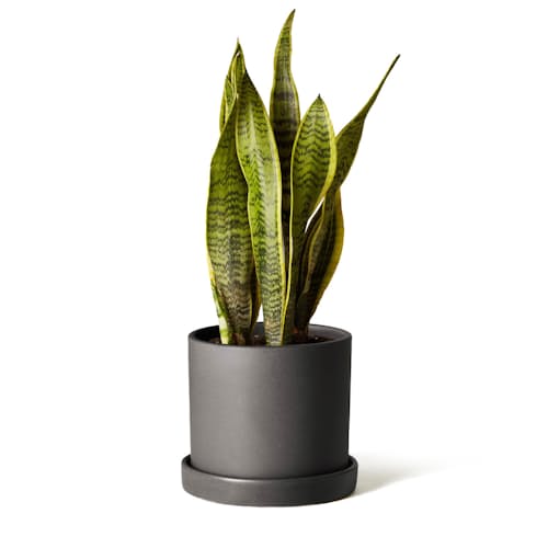 laydown image of Snake Plant - Medium